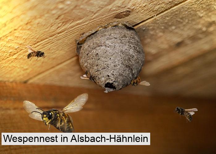 Wespennest in Alsbach-Hähnlein